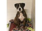 Adopt Lady a Pit Bull Terrier, Boxer