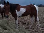12 year old brown and white paint gelding