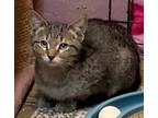 Adopt 4880 (Jeep) a Brown Tabby Domestic Shorthair / Mixed (short coat) cat in