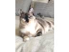 Adopt Stella a Cream or Ivory Siamese / Mixed (short coat) cat in Amarillo