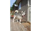 Adopt Ally a Gray/Silver/Salt & Pepper - with White Alaskan Malamute / Mixed dog