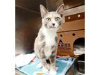 Adopt Alexis Rose a Domestic Shorthair / Mixed cat in Lexington, KY (33515217)