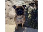 Adopt Louie a Tan/Yellow/Fawn Mastiff / American Pit Bull Terrier / Mixed dog in
