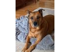 Adopt Kenya a Tan/Yellow/Fawn German Shepherd Dog / Mixed dog in Boynton Beach