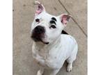 Adopt Dozer a White American Pit Bull Terrier / Mixed dog in Caldwell