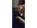 Adopt Smokey a Tiger Striped Ocicat / Mixed (short coat) cat in Bronx