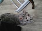 Adopt Haven a Gray, Blue or Silver Tabby American Shorthair / Mixed cat in