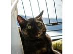 Adopt Ashley a Domestic Shorthair / Mixed (short coat) cat in Ft.