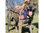 Adopt Winston JuM a Brindle Plott Hound / Mixed dog in Von Ormy, TX (33513444)