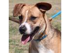 Adopt Suki JuM a Brown/Chocolate Beagle / Boxer / Mixed dog in Von Ormy
