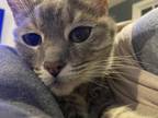 Adopt Rebel a Gray, Blue or Silver Tabby American Shorthair / Mixed (short coat)
