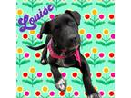 Adopt Louise a Black Labrador Retriever / Border Collie / Mixed dog in El