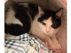 Adopt Buddy-adult a Black & White or Tuxedo Domestic Shorthair / Mixed (short