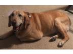Adopt Tobias a Tan/Yellow/Fawn Bloodhound / Labrador Retriever / Mixed dog in