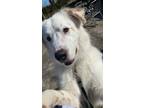 Adopt Tonka a White Great Pyrenees / Mixed dog in Clarksville, TN (33511943)