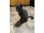 Adopt Ace a Gray or Blue American Shorthair / Mixed (short coat) cat in Olathe