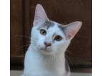 Adopt Weber a White (Mostly) Domestic Shorthair (short coat) cat in Ozark