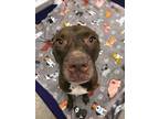 Adopt Jazzy a Brown/Chocolate - with White American Staffordshire Terrier /
