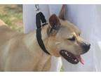 Adopt Charlie a Tan/Yellow/Fawn American Staffordshire Terrier / Mixed dog in