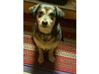 Adopt Alma a Black - with Gray or Silver Dachshund / Terrier (Unknown Type