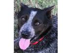 Adopt Blue Magic *LOCAL* a Black - with Gray or Silver Australian Cattle Dog /