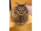 Adopt Sasha a Brown Tabby Domestic Longhair / Mixed cat in Anoka, MN (33508348)
