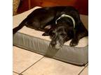 Adopt Diesel RC a Black Labrador Retriever / Great Dane / Mixed dog in Von Ormy