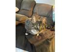 Adopt Tiger a Calico or Dilute Calico American Shorthair / Mixed (short coat)