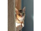 Adopt Taro a Brown Tabby Domestic Shorthair (short coat) cat in Wilmington