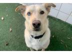 Adopt MOODY a Tan/Yellow/Fawn Golden Retriever / Husky / Mixed dog in Austin
