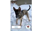 Adopt Mylo a Brown/Chocolate - with Black German Shepherd Dog / Mixed dog in