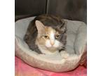 Adopt Daphne a Domestic Short Hair, Dilute Calico