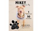 Adopt Mikey a American Staffordshire Terrier, Labrador Retriever