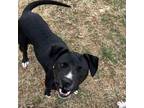 Adopt Bonnie a Labrador Retriever, Pit Bull Terrier
