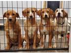 Adopt Margo, Ruby Sue, Eddie and Clark a Labrador Retriever, Beagle
