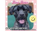 Adopt Boo Bear a Boxer, Labrador Retriever