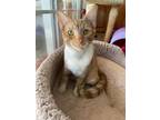 Adopt Fred a Domestic Short Hair, Tabby