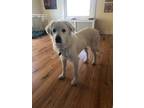 Adopt Jane a Great Pyrenees
