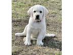 Labrador Retriever Puppy for sale in Hutto, TX, USA