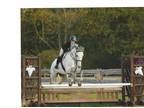 11 Year Old Canadian Warmblood For Sale