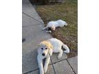 Adopt Jasmine a White - with Brown or Chocolate Great Pyrenees / Mixed dog in
