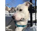 Adopt GOUDA a White Husky / Australian Shepherd / Mixed dog in Boston