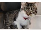 Adopt Cash a Gray or Blue Domestic Mediumhair / Domestic Shorthair / Mixed cat