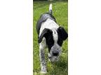 Adopt Gunner a White - with Black Bluetick Coonhound / Border Collie / Mixed dog