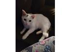 Adopt Casper a White (Mostly) American Shorthair / Mixed (short coat) cat in