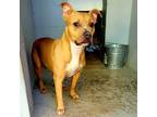 Adopt Mouse a Tan/Yellow/Fawn - with White American Pit Bull Terrier /