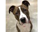 Adopt Vera a Brindle American Pit Bull Terrier / Mixed dog in Quincy