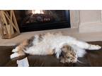 Adopt Luna a Tan or Fawn Tabby Ragdoll / Mixed (long coat) cat in Bloomfield