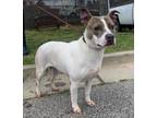 Adopt Miss Jumbo HW+ a White Boxer / American Pit Bull Terrier / Mixed dog in