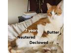 Adopt Butter a Orange or Red American Shorthair (short coat) cat in Lexington
